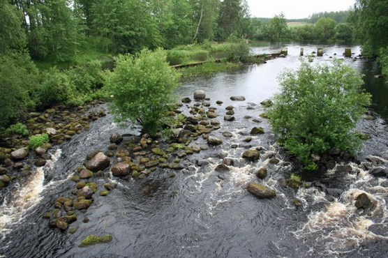 Survosenkoski Petäjävedellä